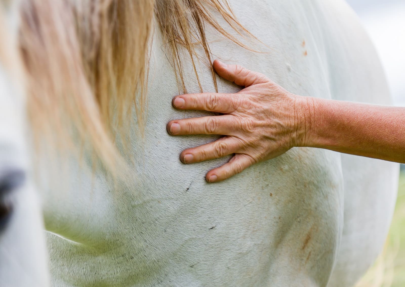 horse therapy for autism