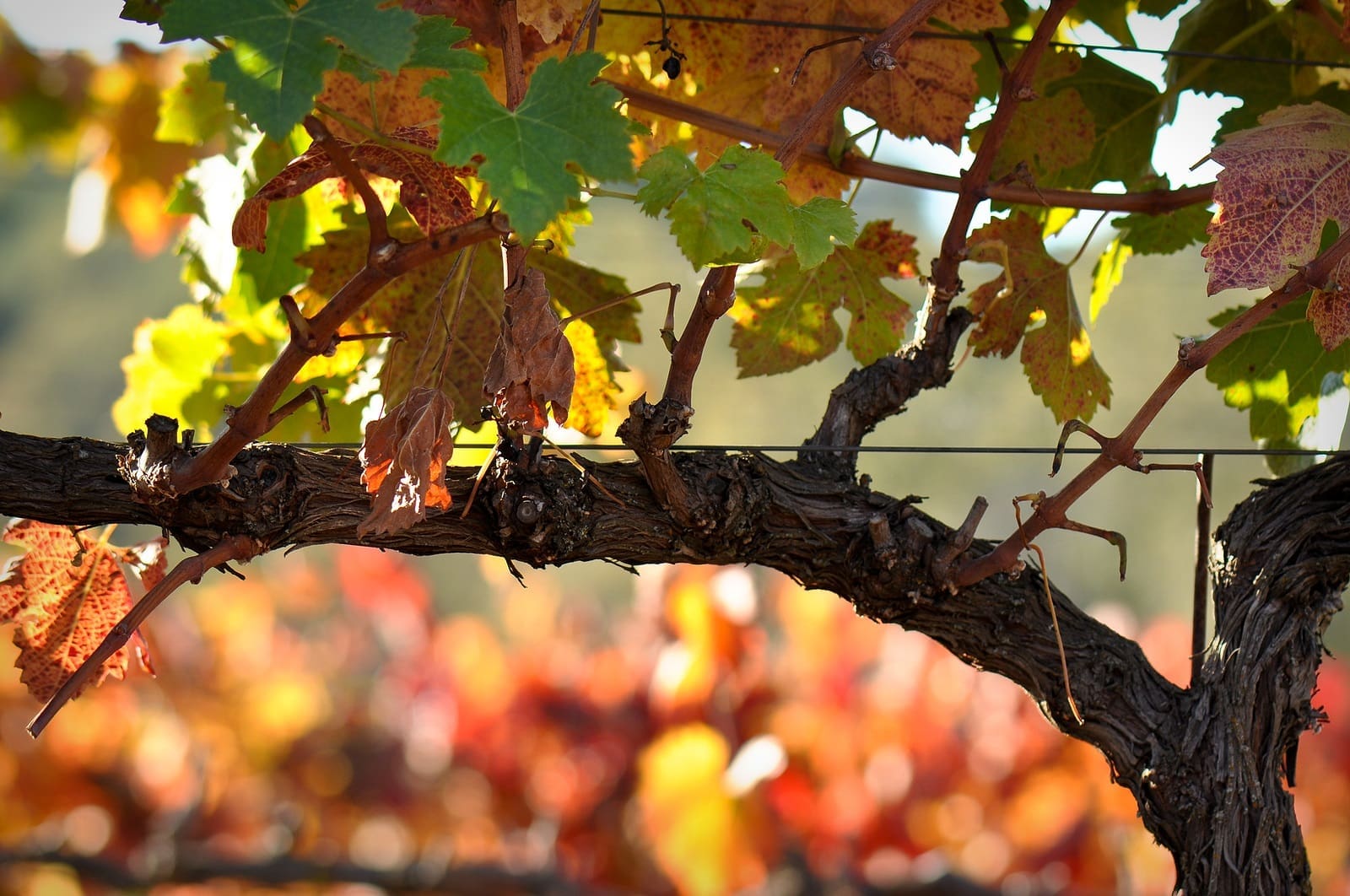 napa valley autism families